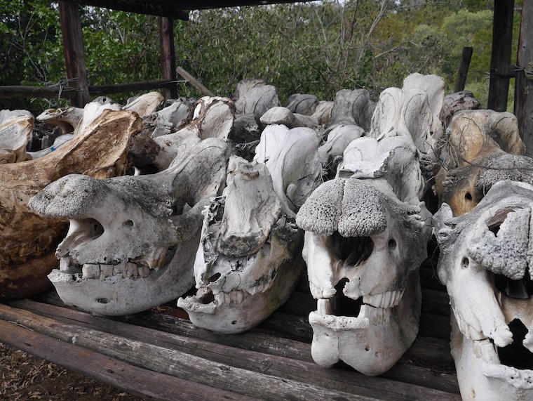 Rhino skulls