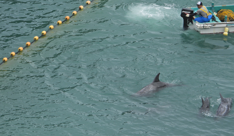 Taiji Dolphins