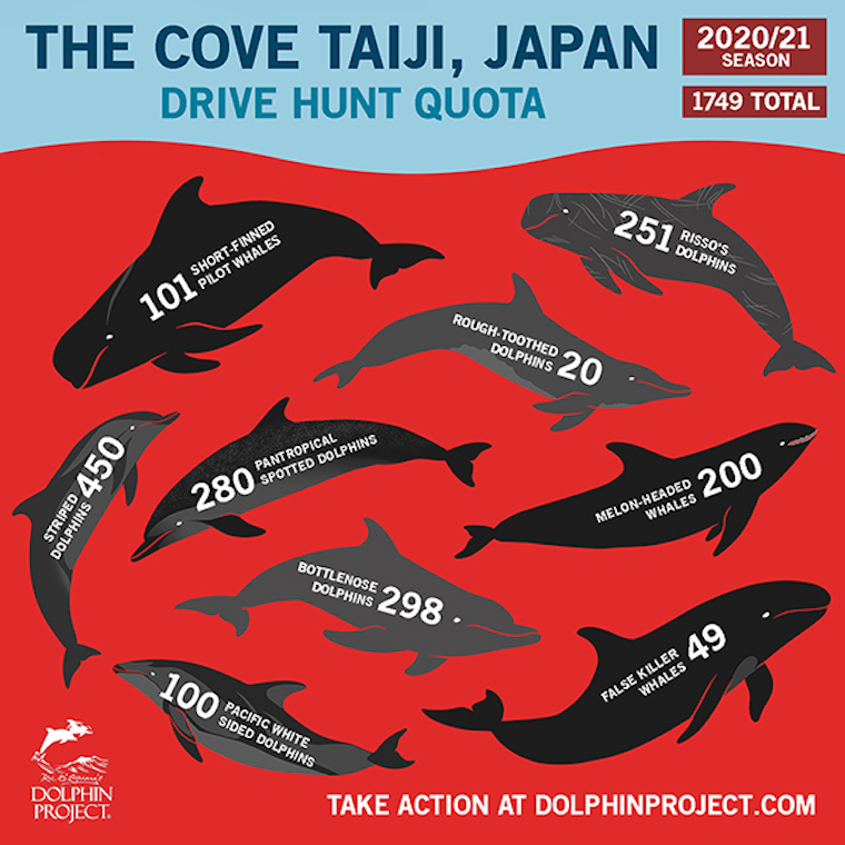 Dolphin slaughter