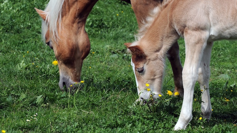 cloned Horse