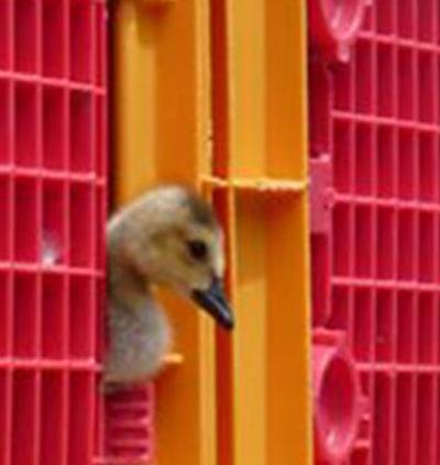 captive Gosling