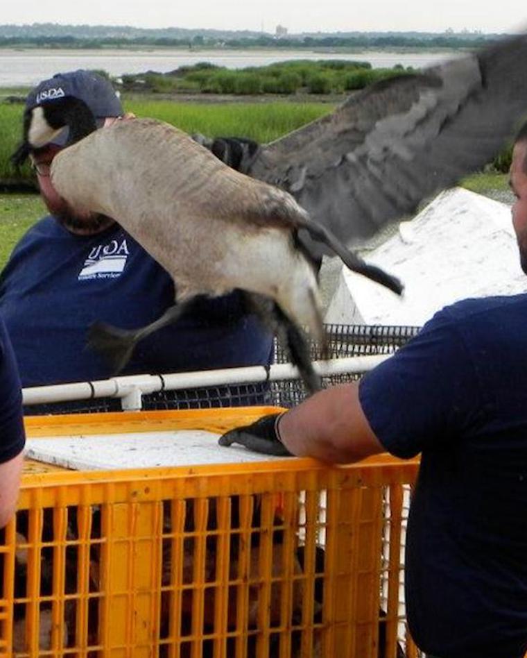 captured Goose