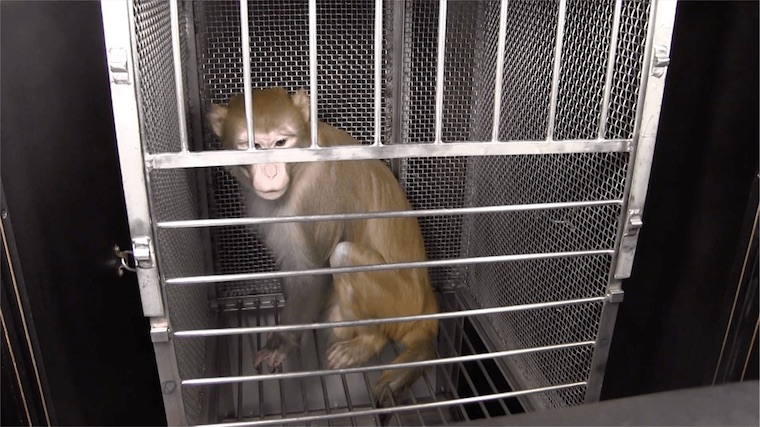 NIH tortured monkey