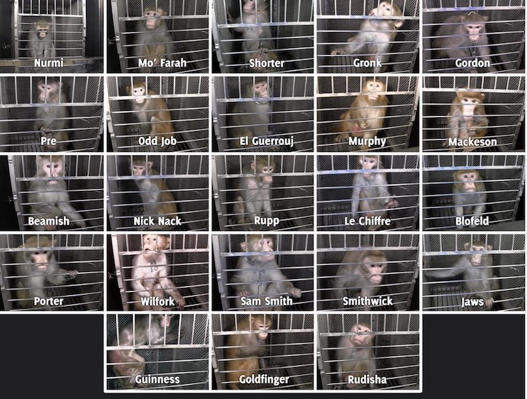 NIH tortured monkeys