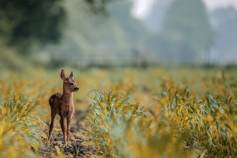 Fawn