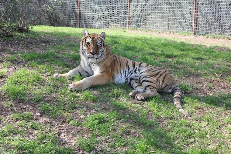 Tiger Mungar