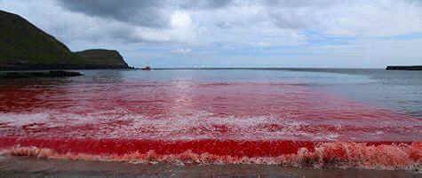 Faroe Islands slaughter