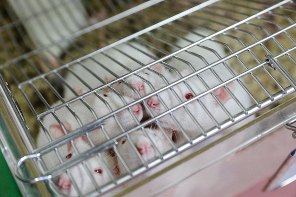 caged lab Mice