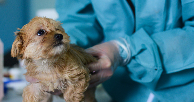 Puppy at the vet