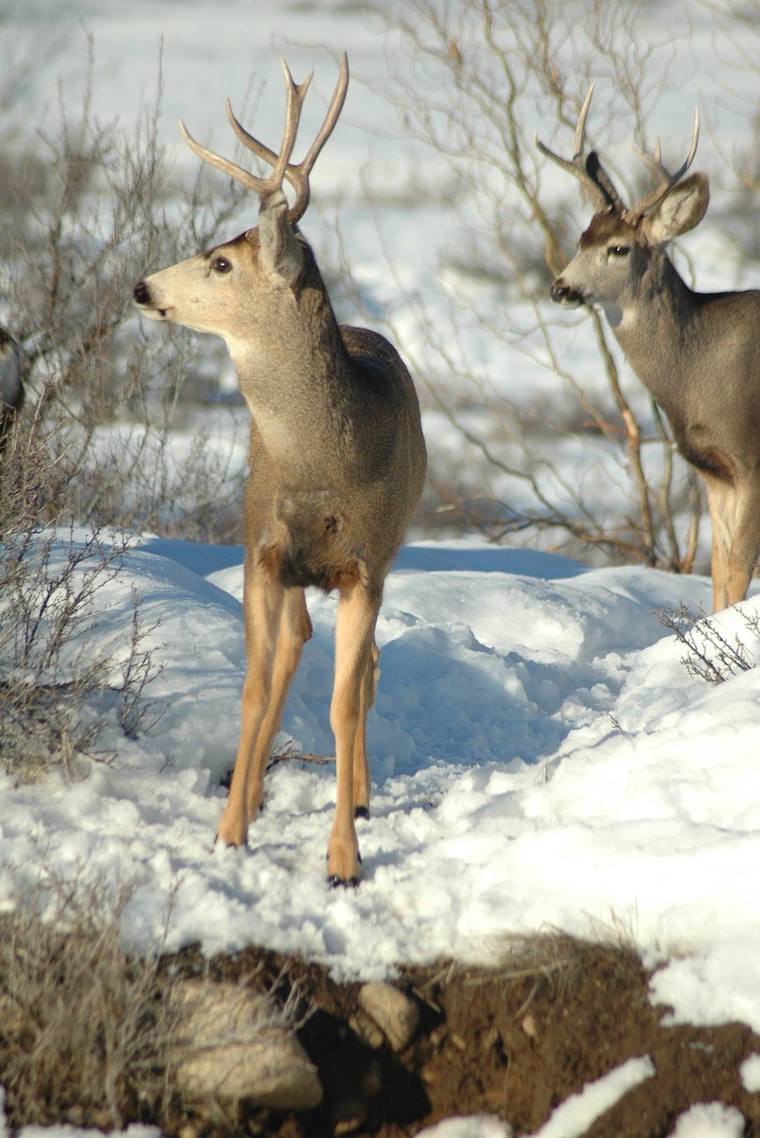 Mule Deer