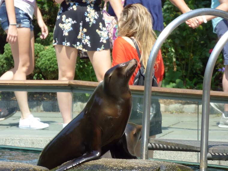 Zoo Sea Lion