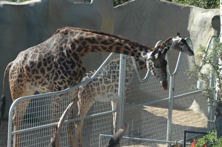 Zoo Giraffes