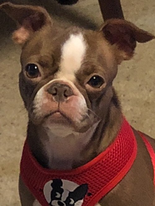 Boston Terrier Allie