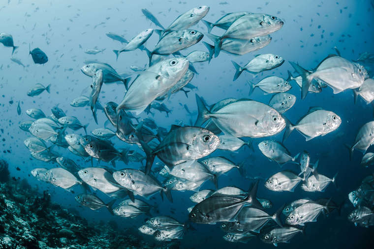 Fishes