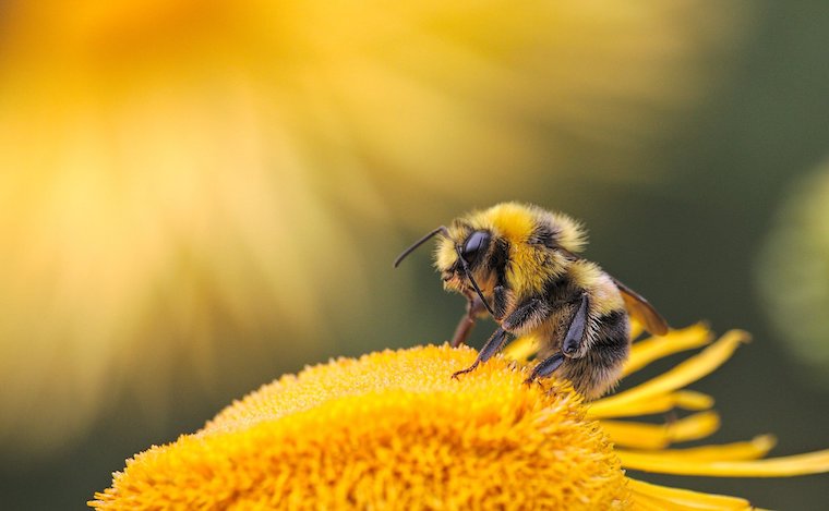 Bumblebee
