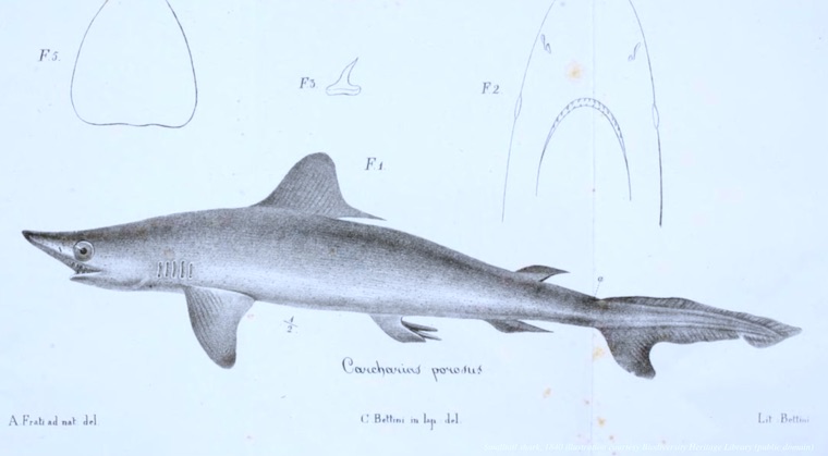 Shark