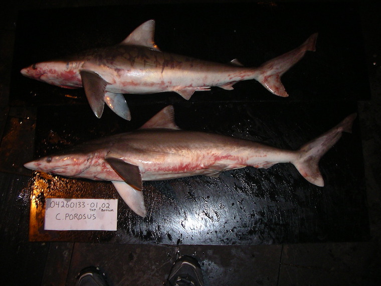 Smalltail Sharks
