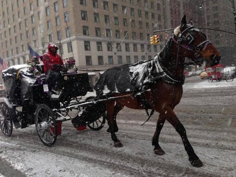 horse drawn carriage