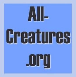 cruelty-free shopping