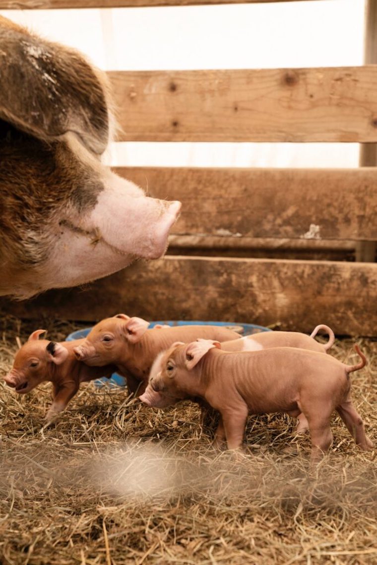 sow piglets