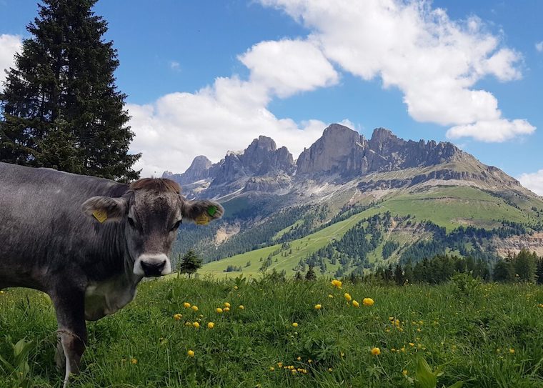 mountain Cow