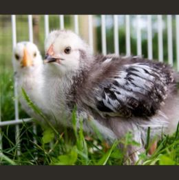 rescued Chicks