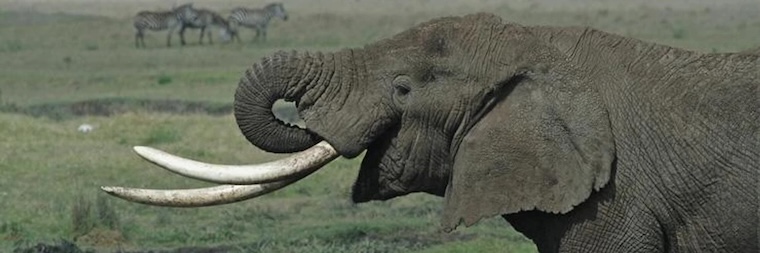 Tanzanian Elephant