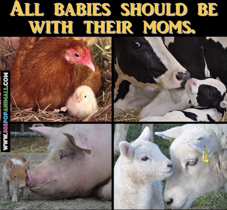 animal moms and babies