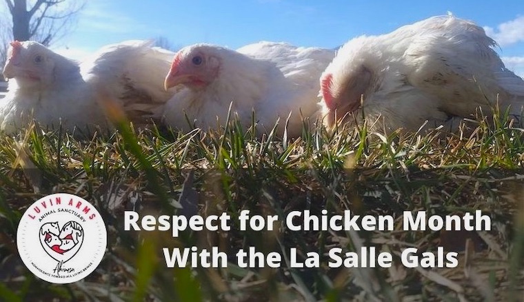 rescued Chickens