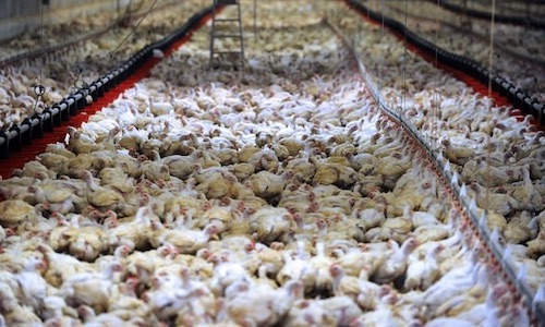 warehoused Chickens