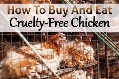 caged Chickens