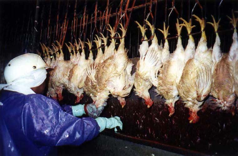 Chicken slaughterhouse