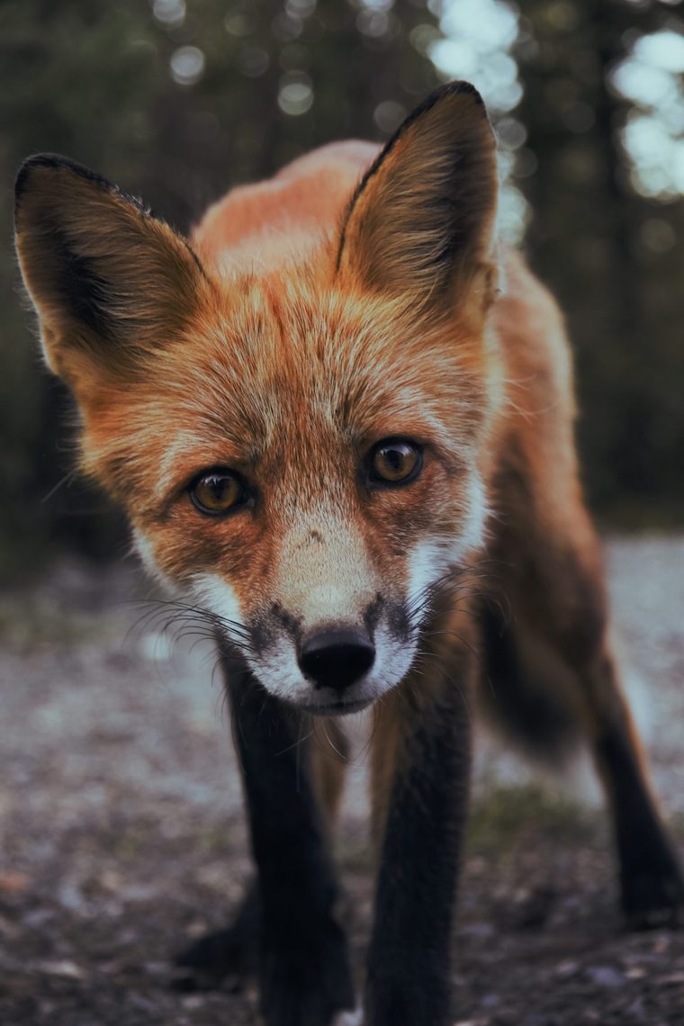 Red Fox