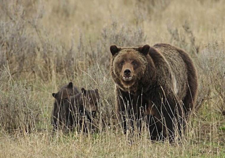 Grizzly Bears