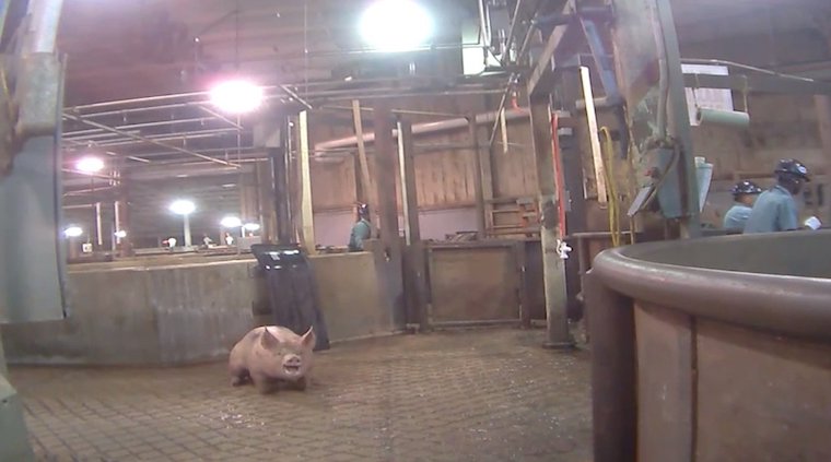Pig slaughterhouse