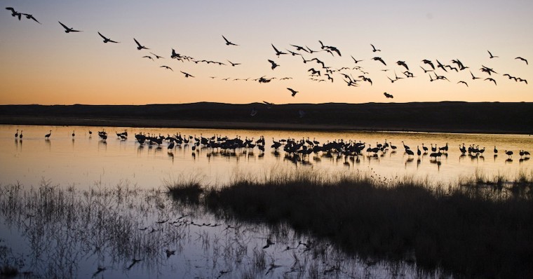 Sand Hill Cranes
