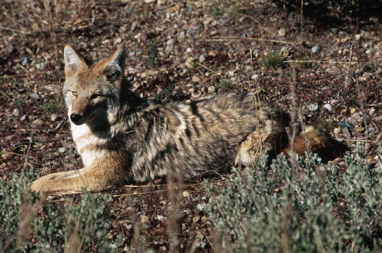 Coyote