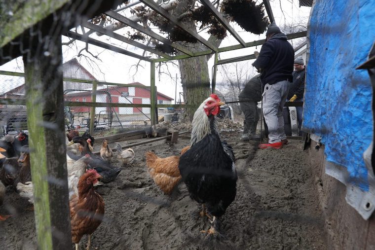 rescued Chickens and Roosters