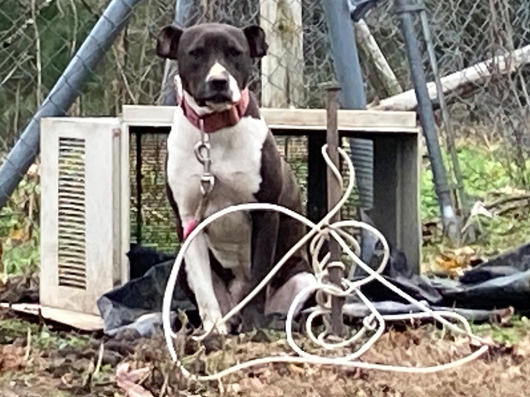 theatered Dog Sabrina