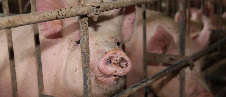 Pigs