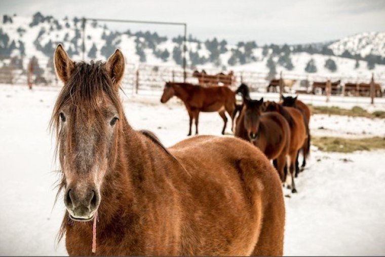 sterilizing mares