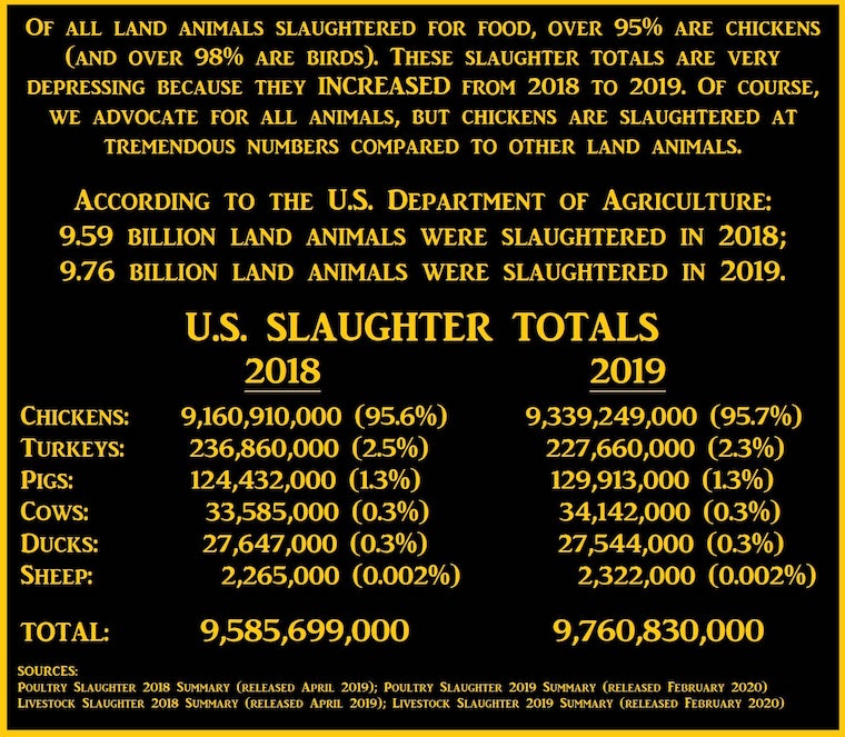 chickens slaughtered