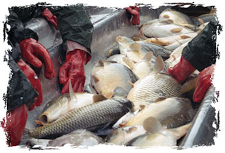 farmed Fishes