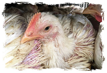 farmed Chicken