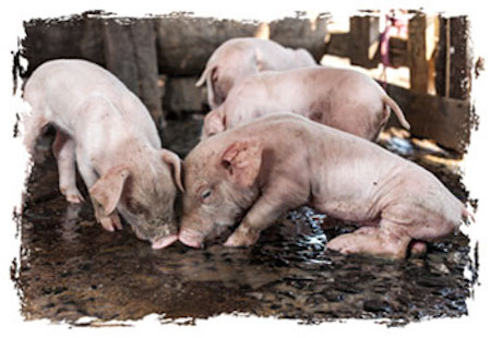 farmed Pigs