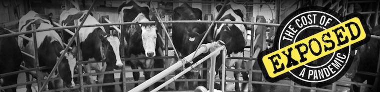 captive Cows