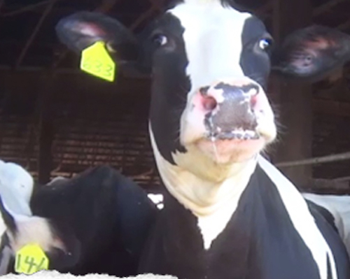 dairy Cow