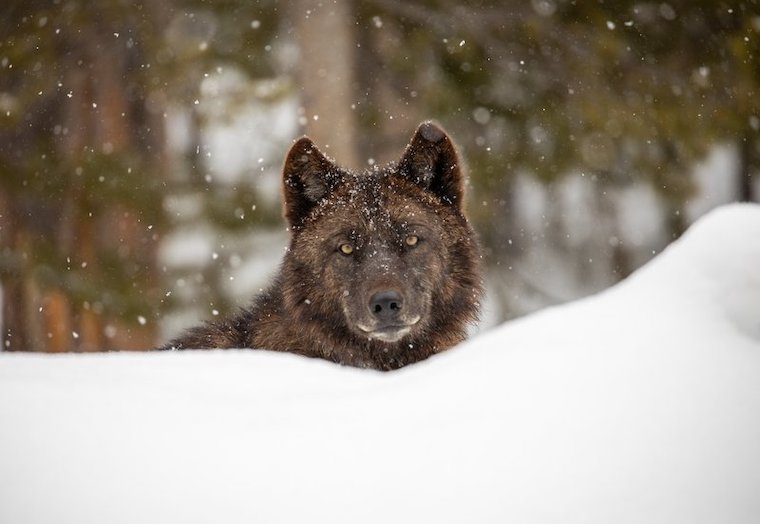 Gray Wolf