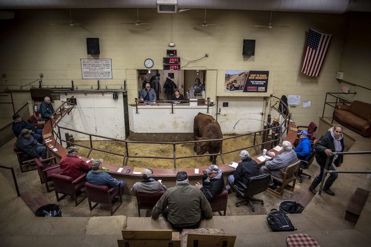 livestock auction