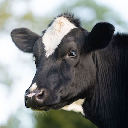 Cow Mabel